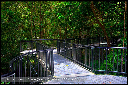 Ущелье Моссман, Mossman Gorge, Queensland, Квинсленд, QLD, Австралия, Australia