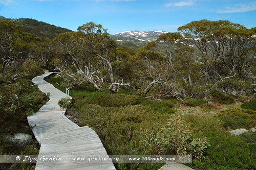 Snow Gums Broardwalk, Снежные горы, Snowy Mountains, Австралия, Australia