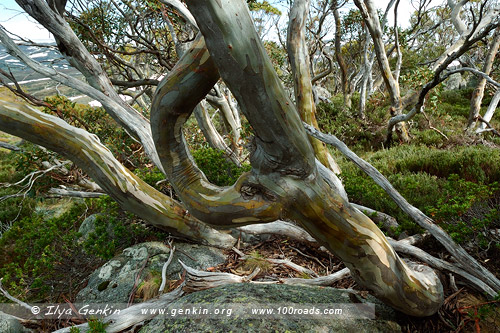 Танцующие эвкалипты, Snow Gums Broardwalk, Снежные горы, Snowy Mountains, Австралия, Australia