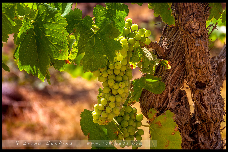 Долина Клер, Clare Valley, Южная Австралия, South Australia, Австралия, Australia