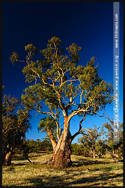 Moralana Scenic Drive, Северная цепь гор Флиндерс, Northern Flinders Ranges, Аутбек, Аутбэк, Outback, Южная Australia, South Australia, Австралия, Australia