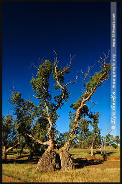 Moralana Scenic Drive, Северная цепь гор Флиндерс, Northern Flinders Ranges, Аутбек, Аутбэк, Outback, Южная Australia, South Australia, Австралия, Australia