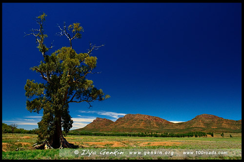 Дерево Казно, Cazneaux Tree, Вилпена Поунд, Wilpena Pound, Северная цепь гор Флиндерс, Northern Flinders Ranges, Аутбек, Аутбэк, Outback, Южная Australia, South Australia, Австралия, Australia