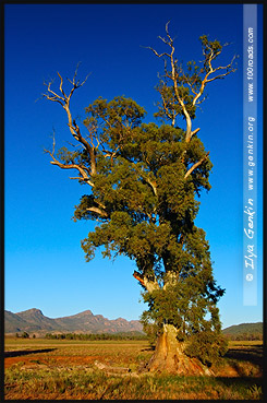 Дерево Казно, Cazneaux Tree, Вилпена Поунд, Wilpena Pound, Северная цепь гор Флиндерс, Northern Flinders Ranges, Аутбек, Аутбэк, Outback, Южная Australia, South Australia, Австралия, Australia