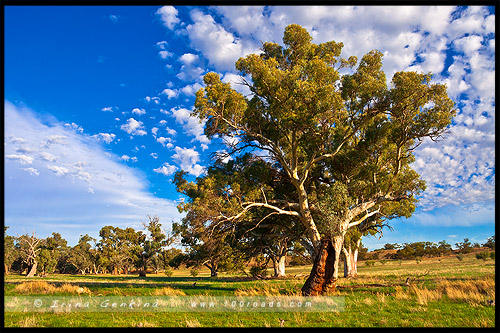 Национальный Парк Хребета Флиндес, Flinders Ranges NP, Северная цепь гор Флиндерс, Northern Flinders Ranges, Южная Австралия, South Australia, Австралия, Australia