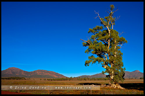 Национальный Парк Хребета Флиндес, Flinders Ranges NP, Северная цепь гор Флиндерс, Northern Flinders Ranges, Южная Австралия, South Australia, Австралия, Australia