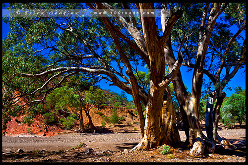 Национальный Парк Хребета Флиндес, Flinders Ranges NP, Северная цепь гор Флиндерс, Northern Flinders Ranges, Южная Австралия, South Australia, Австралия, Australia