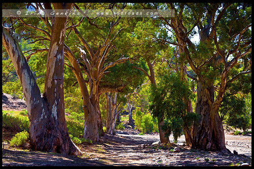 Национальный Парк Хребета Флиндес, Flinders Ranges NP, Северная цепь гор Флиндерс, Northern Flinders Ranges, Южная Австралия, South Australia, Австралия, Australia