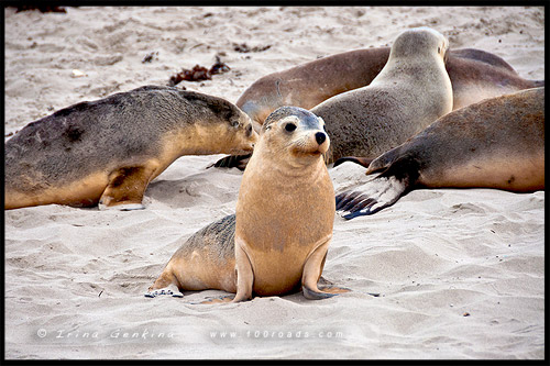 Бухта Тюленей, Seal Bay, Остров Кенгуру, Kangaroo Island, Южная Австралия, South Australia, Австралия, Australia