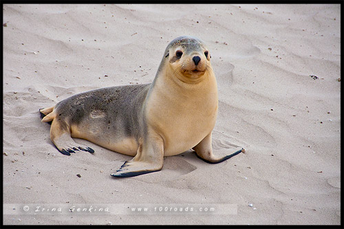 Бухта Тюленей, Seal Bay, Остров Кенгуру, Kangaroo Island, Южная Австралия, South Australia, Австралия, Australia