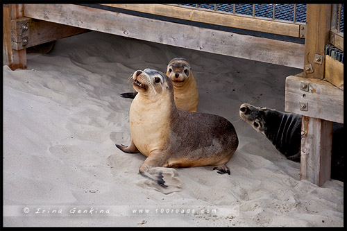 Бухта Тюленей, Seal Bay, Остров Кенгуру, Kangaroo Island, Южная Австралия, South Australia, Австралия, Australia