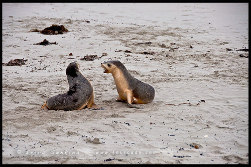 Бухта Тюленей, Seal Bay, Остров Кенгуру, Kangaroo Island, Южная Австралия, South Australia, Австралия, Australia