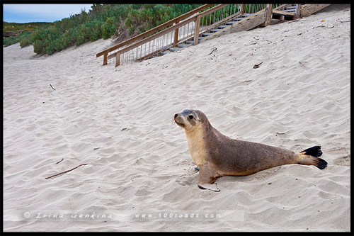 Бухта Тюленей, Seal Bay, Остров Кенгуру, Kangaroo Island, Южная Австралия, South Australia, Австралия, Australia