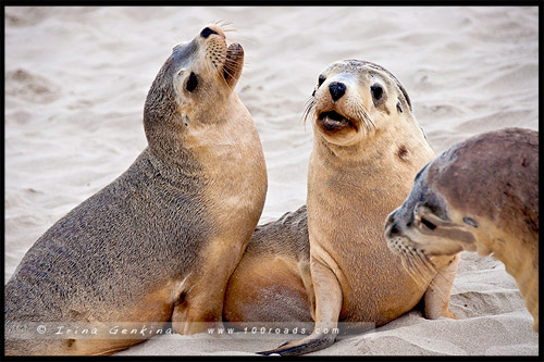 Бухта Тюленей, Seal Bay, Остров Кенгуру, Kangaroo Island, Южная Австралия, South Australia, Австралия, Australia