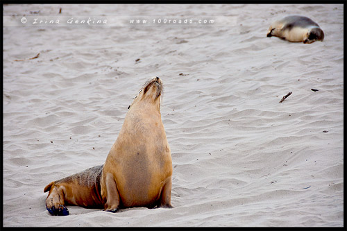 Бухта Тюленей, Seal Bay, Остров Кенгуру, Kangaroo Island, Южная Австралия, South Australia, Австралия, Australia