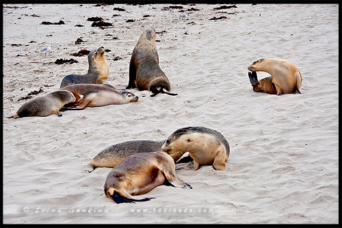 Бухта Тюленей, Seal Bay, Остров Кенгуру, Kangaroo Island, Южная Австралия, South Australia, Австралия, Australia