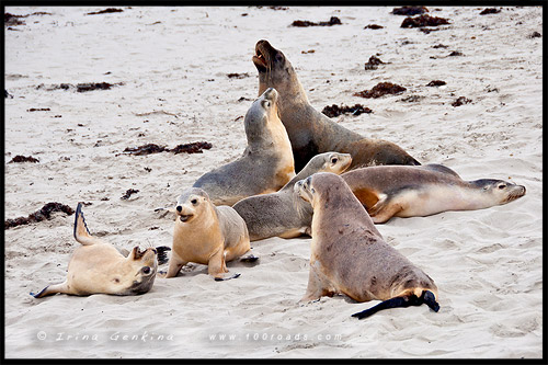 Бухта Тюленей, Seal Bay, Остров Кенгуру, Kangaroo Island, Южная Австралия, South Australia, Австралия, Australia