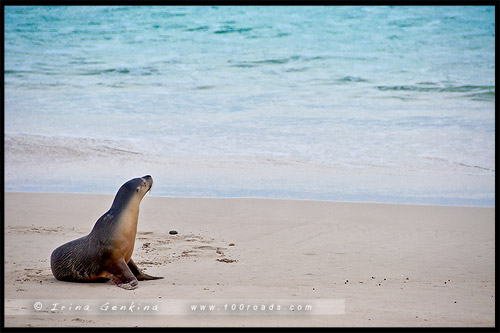 Бухта Тюленей, Seal Bay, Остров Кенгуру, Kangaroo Island, Южная Австралия, South Australia, Австралия, Australia