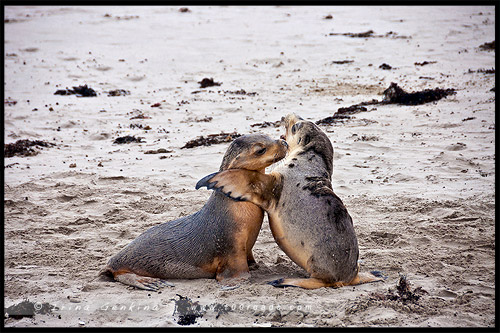 Бухта Тюленей, Seal Bay, Остров Кенгуру, Kangaroo Island, Южная Австралия, South Australia, Австралия, Australia