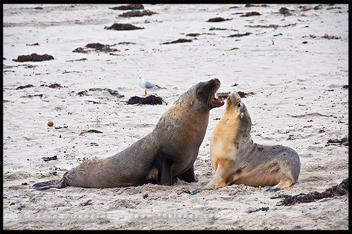 Бухта Тюленей, Seal Bay, Остров Кенгуру, Kangaroo Island, Южная Австралия, South Australia, Австралия, Australia