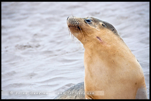 Бухта Тюленей, Seal Bay, Остров Кенгуру, Kangaroo Island, Южная Австралия, South Australia, Австралия, Australia