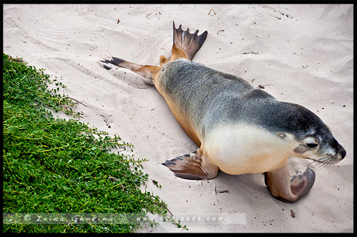 Бухта Тюленей, Seal Bay, Остров Кенгуру, Kangaroo Island, Южная Австралия, South Australia, Австралия, Australia