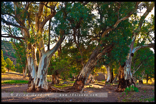 Moralana Scenic Drive, Северная цепь гор Флиндерс, Northern Flinders Ranges, Южная Австралия, South Australia, Австралия, Australia