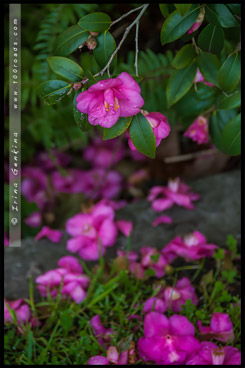 Национальный Сад Камелий имени Эбена Говрэ Уотерхауса, EG Waterhouse National Camellia Garden, регион Сазерленд, Sutherland Shire, Сидней, Sydney, Австралия, Australia