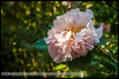 Национальный Сад Камелий имени Эбена Говрэ Уотерхауса, EG Waterhouse National Camellia Garden, регион Сазерленд, Sutherland Shire, Сидней, Sydney, Австралия, Australia