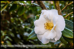 Национальный Сад Камелий имени Эбена Говрэ Уотерхауса, EG Waterhouse National Camellia Garden, регион Сазерленд, Sutherland Shire, Сидней, Sydney, Австралия, Australia