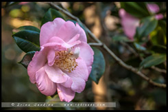 Национальный Сад Камелий имени Эбена Говрэ Уотерхауса, EG Waterhouse National Camellia Garden, регион Сазерленд, Sutherland Shire, Сидней, Sydney, Австралия, Australia