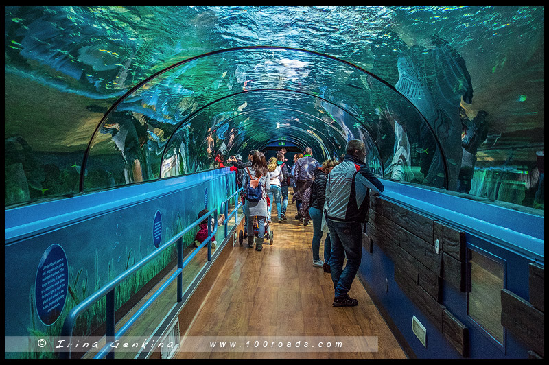 Достопримечательности Сиднея - Сиднейский аквариум (Sydney Aquarium)