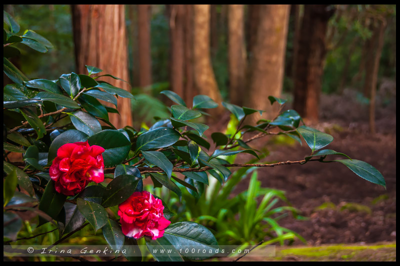 Сады Лисгар, Lisgar Gardens, Хорнсби, Hornsby, Сидней, Sydney, Австралия, Australia