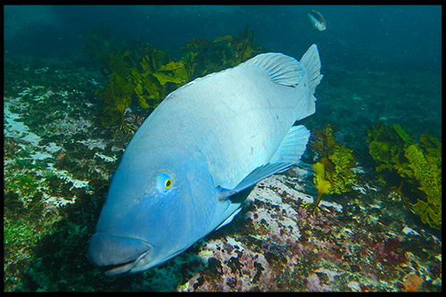 дайвинг, ныряние с трубкой и маской, snorkelling, Сидней, Sydney, Австралия, Australia