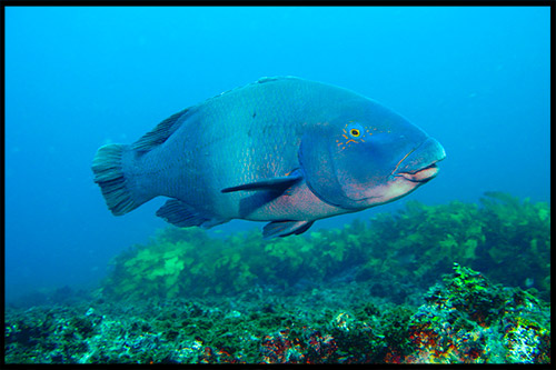 дайвинг, ныряние с трубкой и маской, snorkelling, Сидней, Sydney, Австралия, Australia