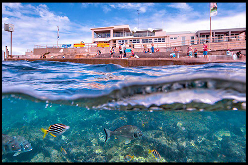 дайвинг, ныряние с трубкой и маской, snorkelling, Сидней, Sydney, Австралия, Australia