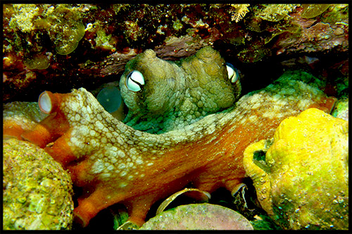 дайвинг, ныряние с трубкой и маской, snorkelling, Сидней, Sydney, Австралия, Australia