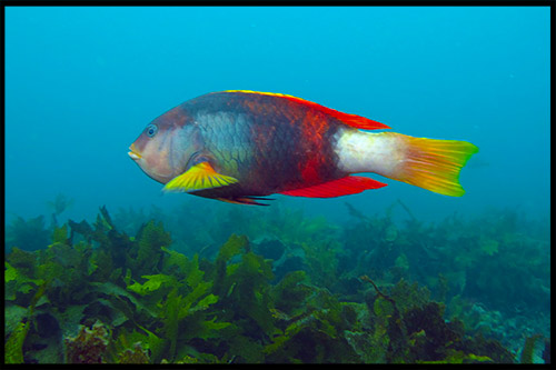 дайвинг, ныряние с трубкой и маской, snorkelling, Сидней, Sydney, Австралия, Australia