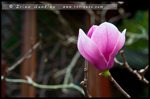 Китайский Сад Дружбы, Chinese Garden of Friendship, Сидней, Sydney, Новый Южный Уэльс, NSW, Австралия, Australia