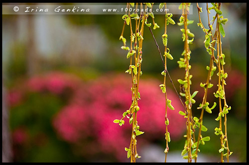 Китайский Сад Дружбы, Chinese Garden of Friendship, Сидней, Sydney, Новый Южный Уэльс, NSW, Австралия, Australia