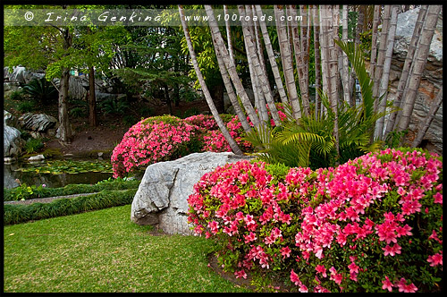 Китайский Сад Дружбы, Chinese Garden of Friendship, Сидней, Sydney, Новый Южный Уэльс, NSW, Австралия, Australia