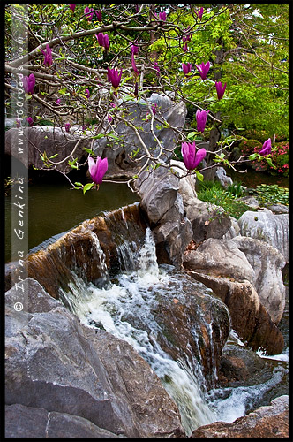 Китайский Сад Дружбы, Chinese Garden of Friendship, Сидней, Sydney, Новый Южный Уэльс, NSW, Австралия, Australia