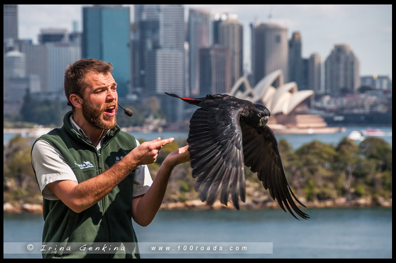 Зоопарк Таронга (Taronga Zoo)