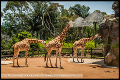 Зоопарк Таронга, Taronga Zoo, Сидней, Sydney, Австралия, Australia