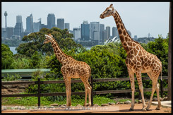 Зоопарк Таронга, Taronga Zoo, Сидней, Sydney, Австралия, Australia