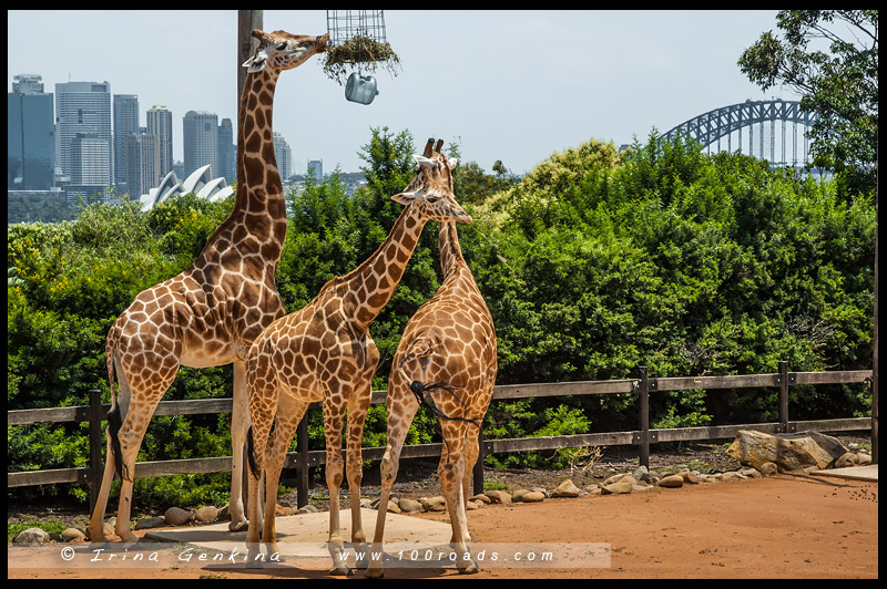 Зоопарк Таронга, Taronga Zoo, Сидней, Sydney, Австралия, Australia
