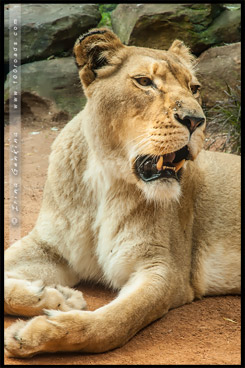 Зоопарк Таронга, Taronga Zoo, Сидней, Sydney, Австралия, Australia