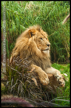 Зоопарк Таронга, Taronga Zoo, Сидней, Sydney, Австралия, Australia