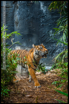 Зоопарк Таронга, Taronga Zoo, Сидней, Sydney, Австралия, Australia