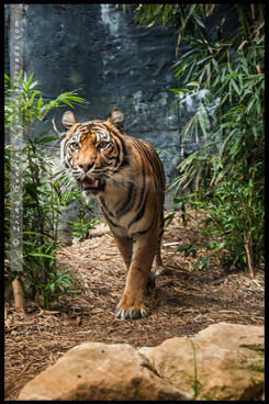 Зоопарк Таронга, Taronga Zoo, Сидней, Sydney, Австралия, Australia